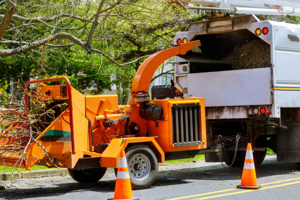 The Steps Involved in Our Tree Care Process in Fortuna, CA